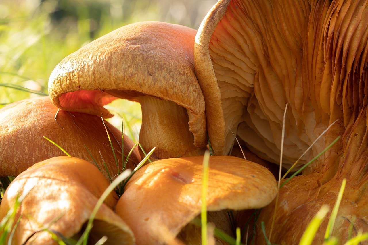 등산화 선택 가이드: 나에게 맞는 완벽한 한 켤레 찾기