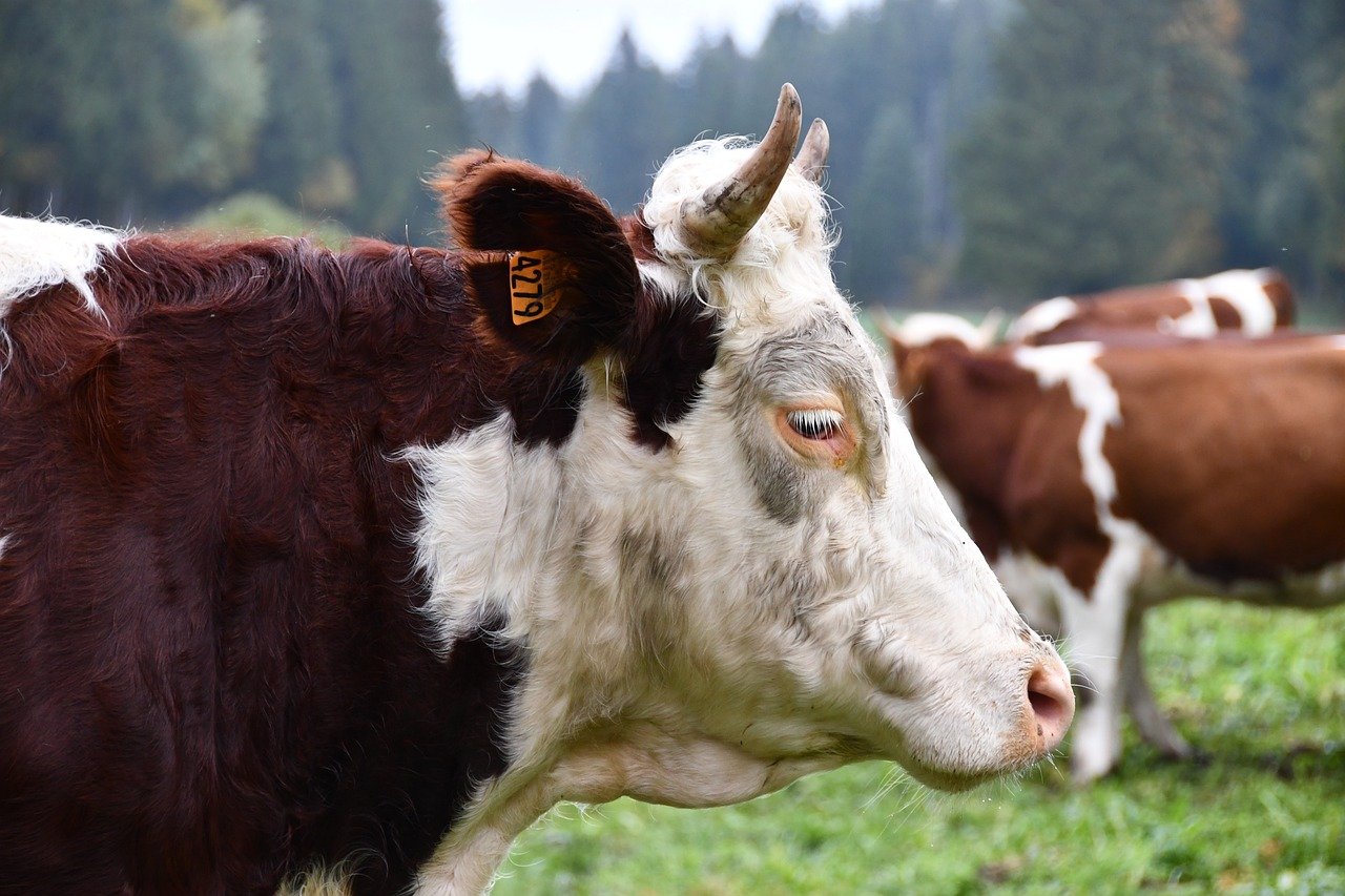 몽벨의 매력, 아웃도어 패션의 진수를 알아보자